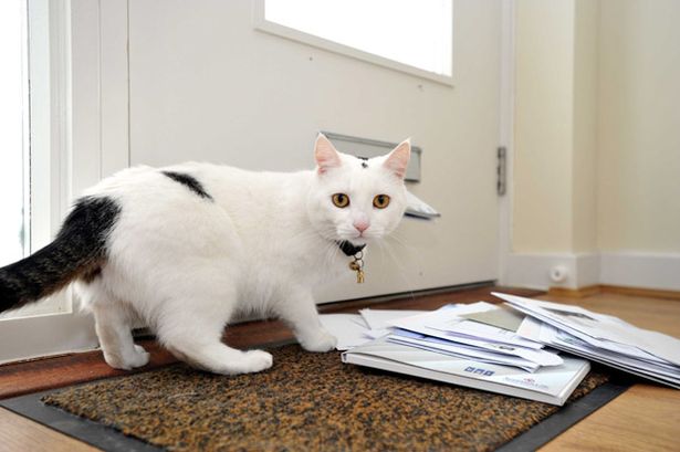 Ian-Wilkinson-from-Peterborough-UK-who-has-recieved-letters-from-Royal-Mail-claiming-his-three-year-old-cat-Snowball-has-attacked-the-postman.jpg