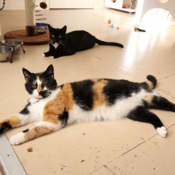 IMG_0840 1276px IMG_0840 1276px