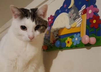 Kattenhotel beestjes